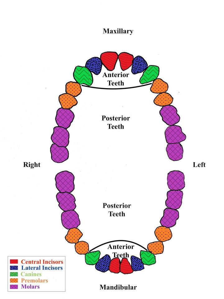A diagram showing the the teeth of the upper and lower human jaws, with central incisors, lateral incisors, canines, premolars and molars appearing in different colors and patterns.