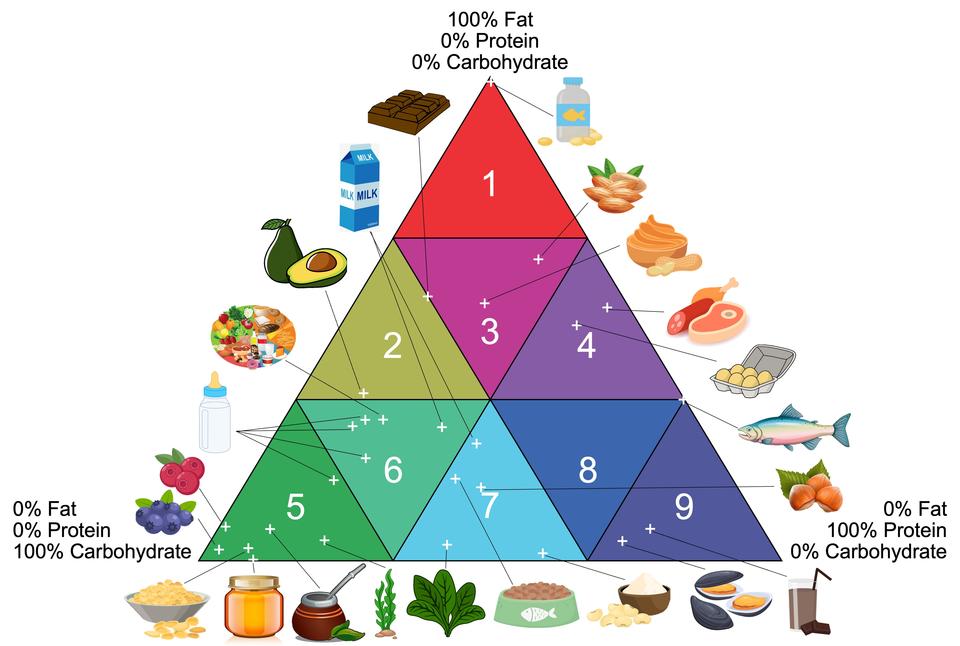 Food Pyramid