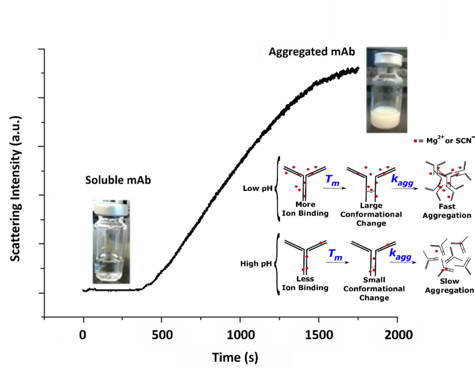 Isothermal aggregation kinetics of a low-pI mAb solution 
