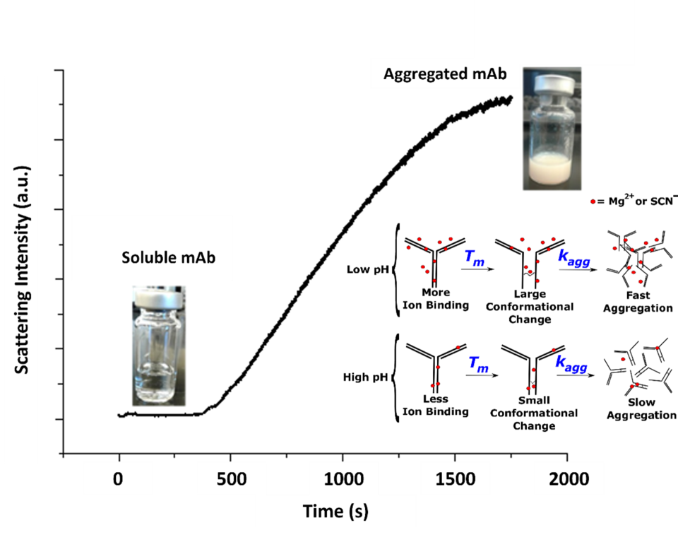 Isothermal aggregation kinetics of a low-pI mAb solution 