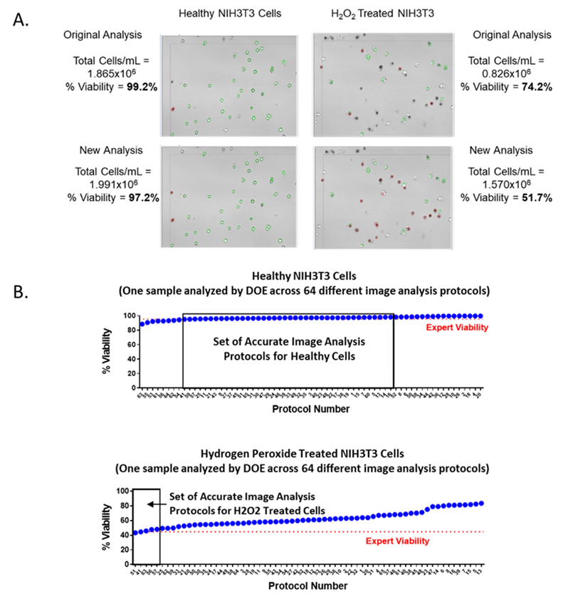 NIH 3T3 Fibroblasts cultured under optimal growth conditions 