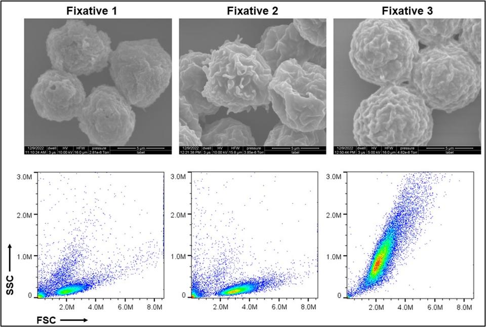 Structural and morphological properties of cells preserved with various fixatives. Scanning electron microscopy images (top) and scattering profiles from flow cytometry (bottom) are shown