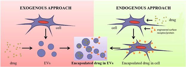 Extracellular vesicles as drug delivery vehicles: exogenously add drug to purified EVs (left); endogenously add drug and/or engineered surface proteins to cells which then secrete EVs.