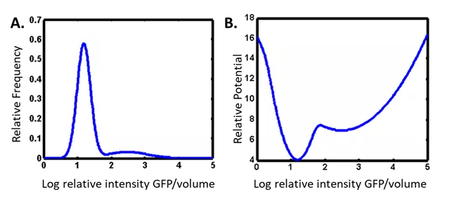 Modeling biological networks as nonequilibrium thermodynamic systems