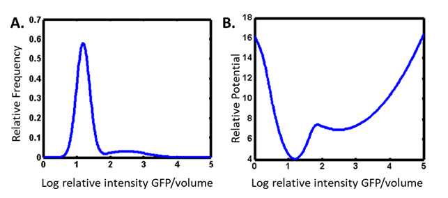 Modeling biological networks as nonequilibrium thermodynamic systems