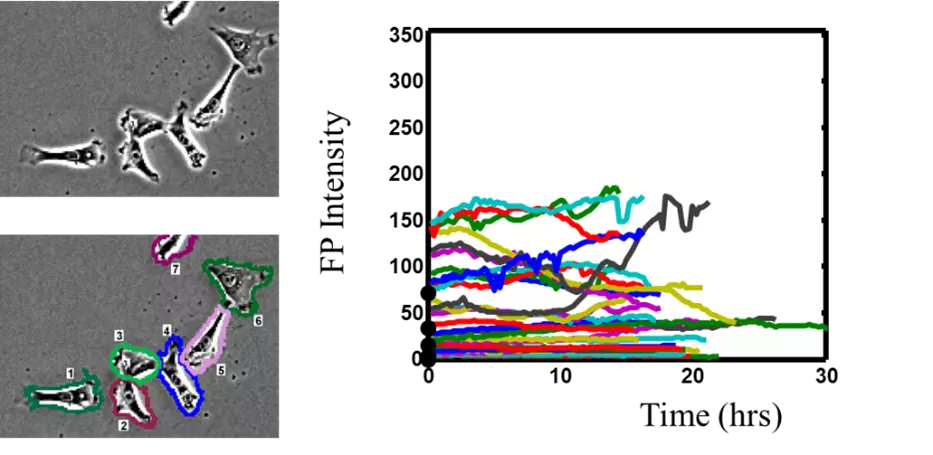 Dynamic information in a stochastic model to predict the rates of response of the population to perturbations 
