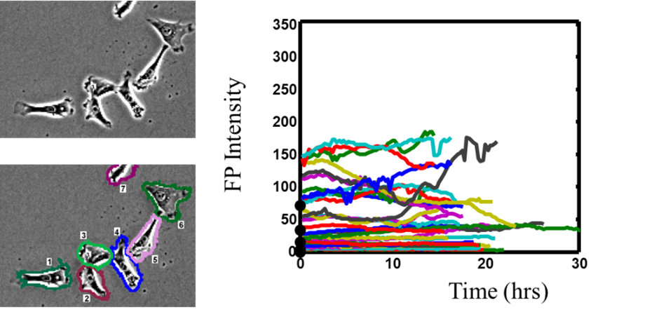 Dynamic information in a stochastic model to predict the rates of response of the population to perturbations 