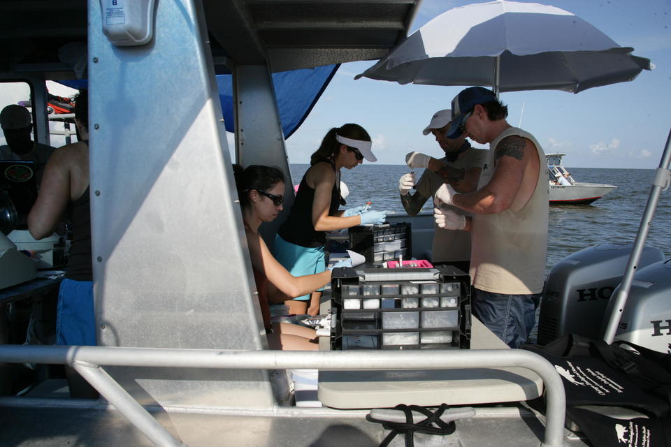 NIST Charleston researchers Ashley Boggs-Russell (sitting) and Amanda Moors (standing) work with researchers from the National Oceanic and Atmospheric Administration and the National Marine Mammal Foundation to process tissue samples during veterinary assessments of wild bottlenose dolphins in the Gulf of Mexico following the 2010 Deepwater Horizon oil spill. No dolphins were harmed in this process.