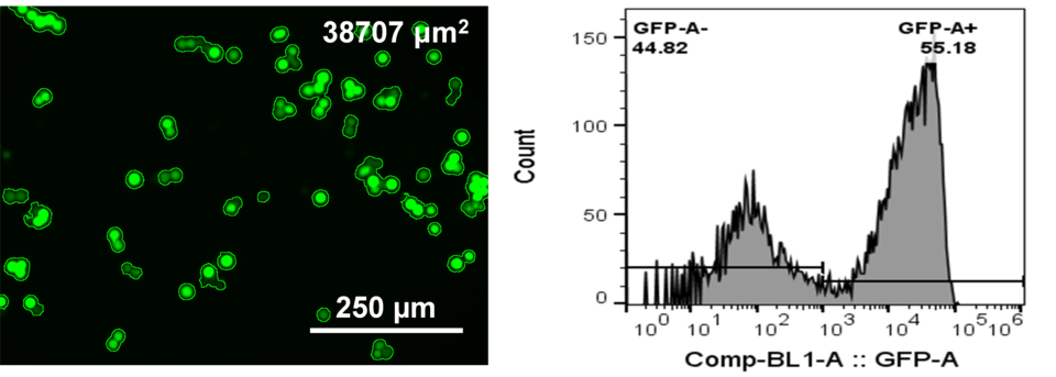 Pseudovirus neutralization assay by two analysis methods, fluorescence imaging (left image) and flow cytometry (right plot)