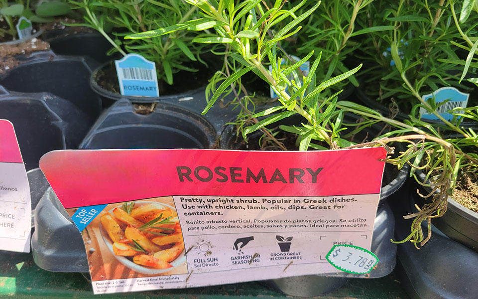 Rosemary plants for sale.