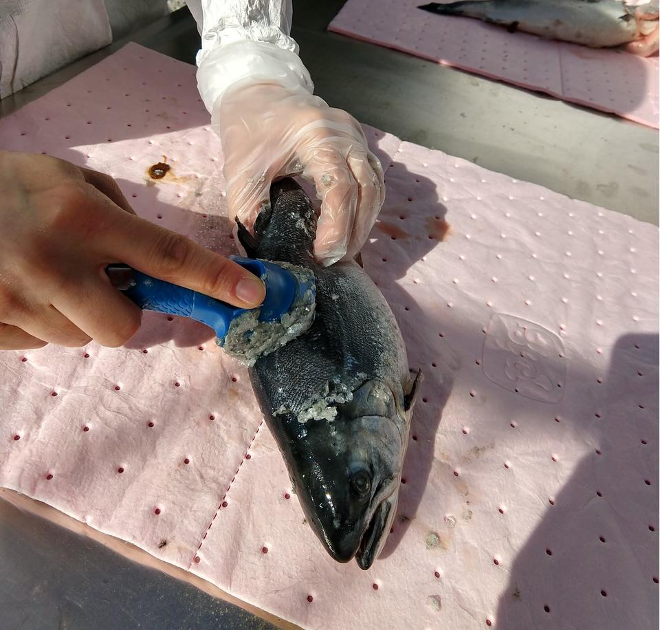 A scientist uses a blue plastic tool to scrub a whole coho salmon.