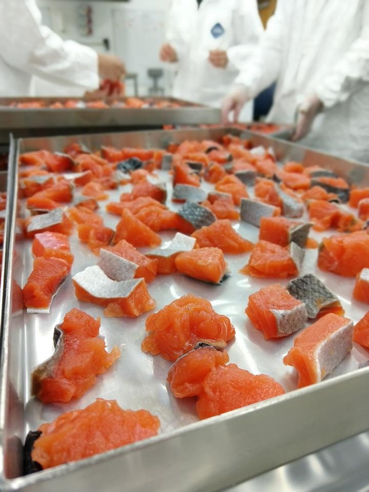 Chopped up pieces of salmon lie in a metal tray in a lab.