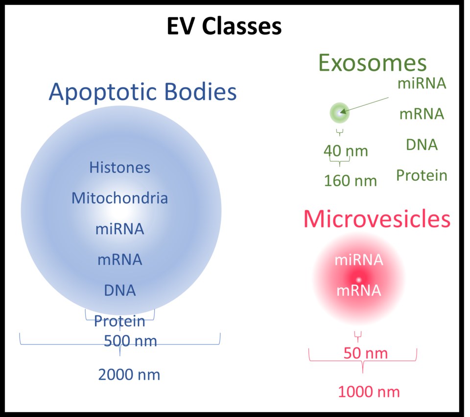 cells under both physiological and pathological conditions.  Extending in size over the nanometer to micrometer size range 