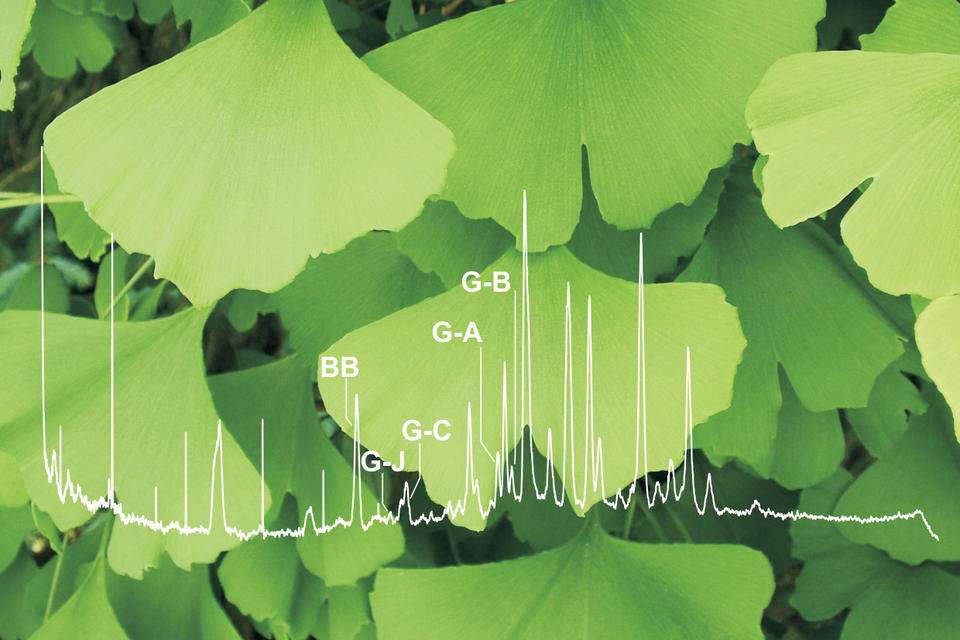 Photograph of ginkgo leaves with overlayed chromatogram labeled with ginkolide designations.