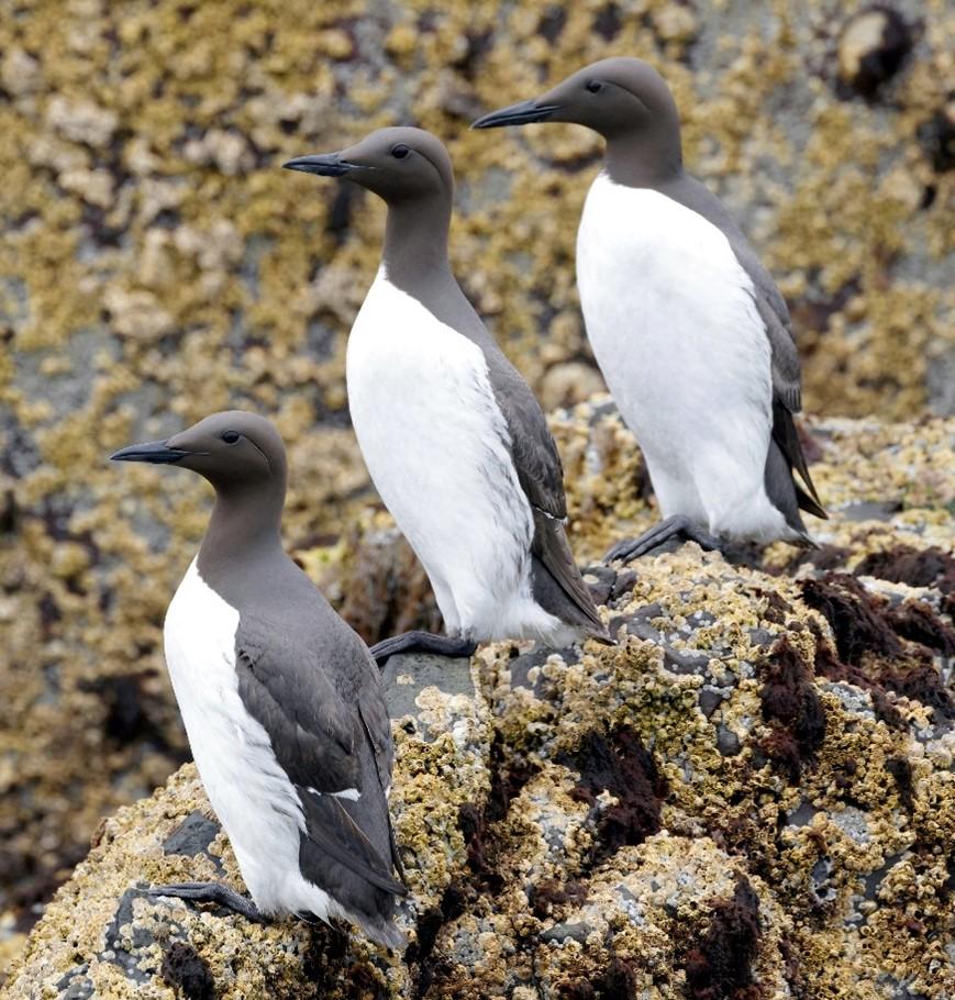 Closeup photograph of three murres standing on a rock.