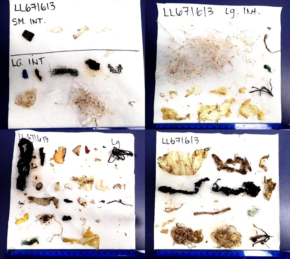 Pieces of plastic pulled from a sea turtle gastrointestinal tract arranged on a white background. 