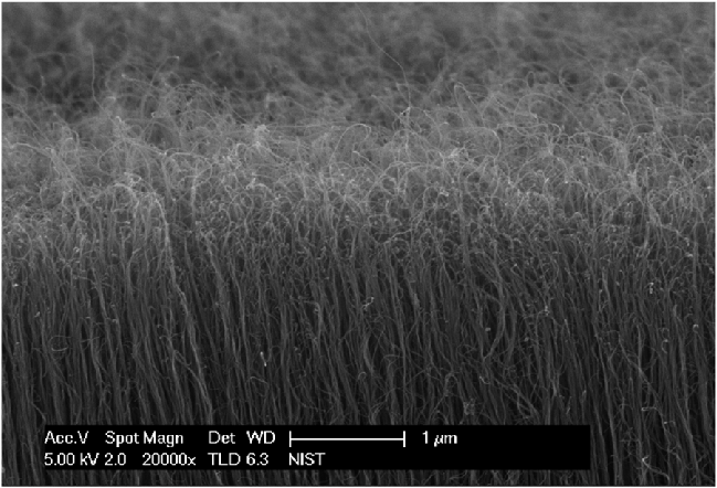 Microscope image shows vertical nanotubes that look like tall, thin grasses. 