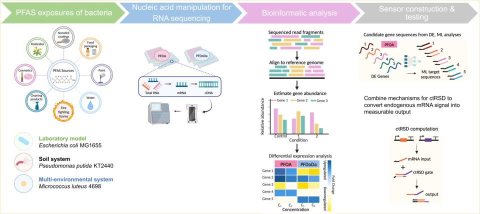 PFAS to RNA-seq to RNA circuits