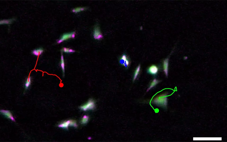 An image of tiny cells highlighted in green, blue and red against a black background.