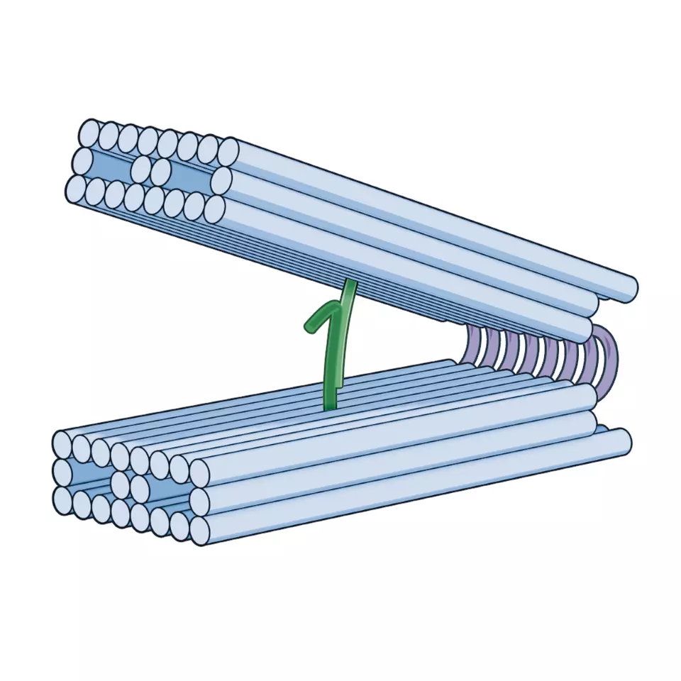Illustration of DNA hinge binding to a molecule of interest