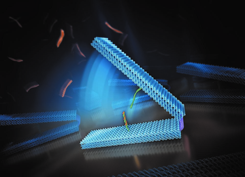 DNA hinge illustration