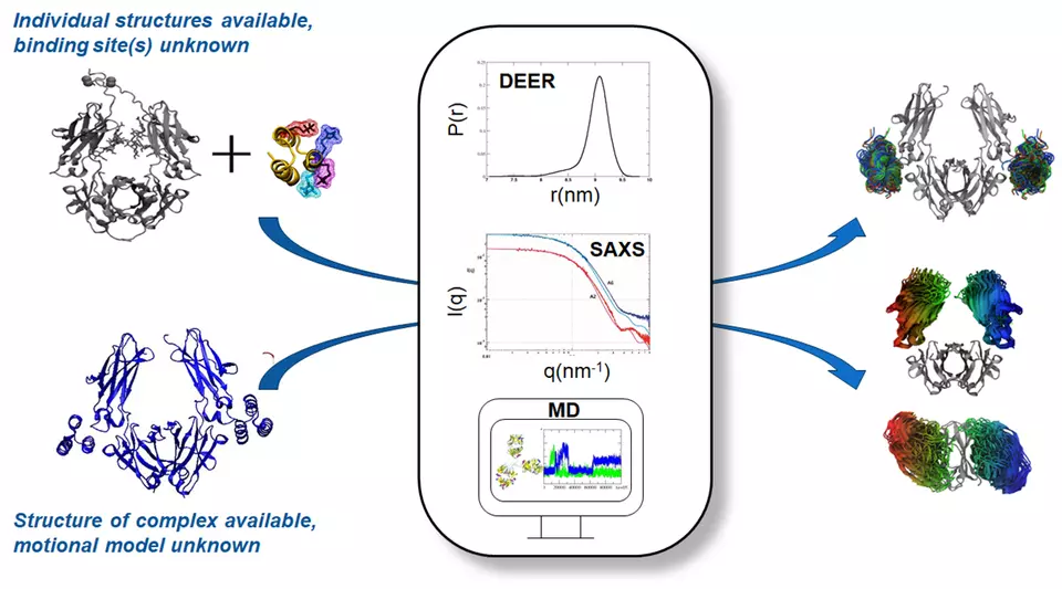Interdomain Distance Measurements of Monoclonal Antibodies illustration