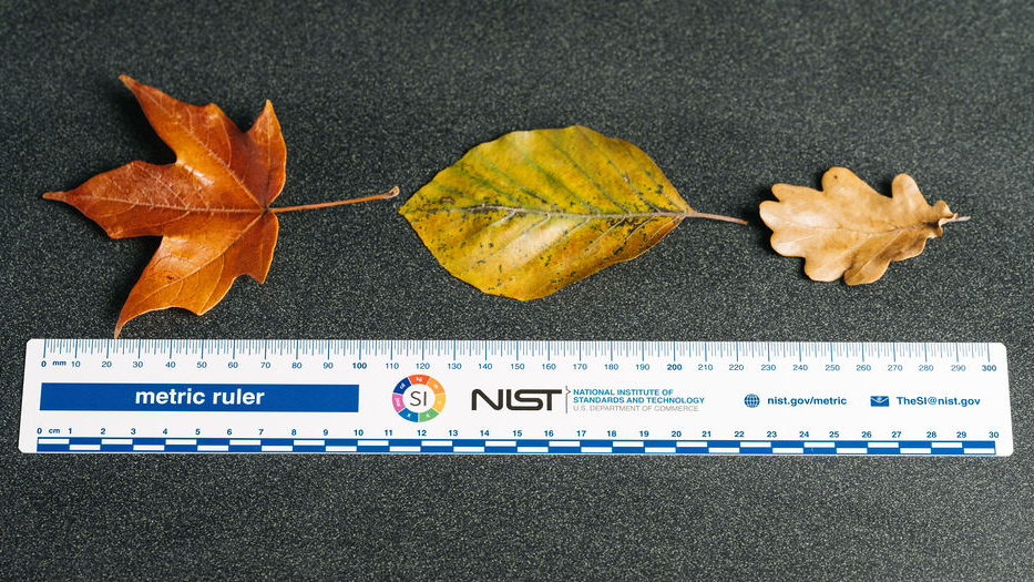 NIST metric ruler measures 3 autumn leaves