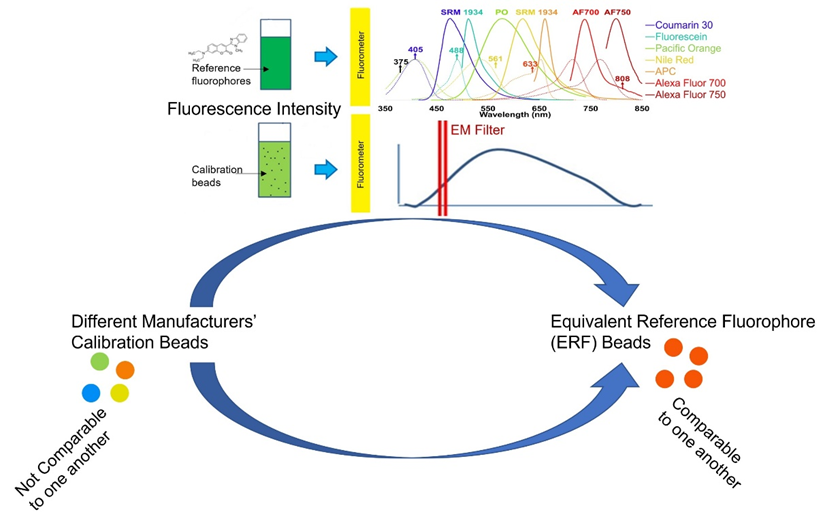Schematic demonstrating, in the upper half, how comparing the fluorescence spectra of reference fluorophore solutions to the fluorescence spectra of calibration beads allows, in the lower half, calibrations made using different calibration beads to become comparable measurements through the equivalent number of reference fluorophores (ERF) value.