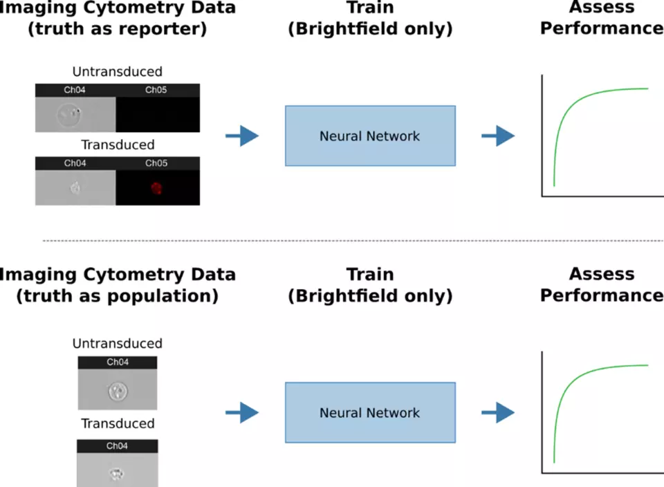 Two panel schematic showing approach to train a neural network to discriminate between lentivirus transduced and non-transduced for cell therapy production monitoring. Top, a fluorescent reporter is used as ground truth for transduction to teach the neural network brightfield imaging artifacts.  Bottom, model performance can be assessed by supplying only brightfield images.