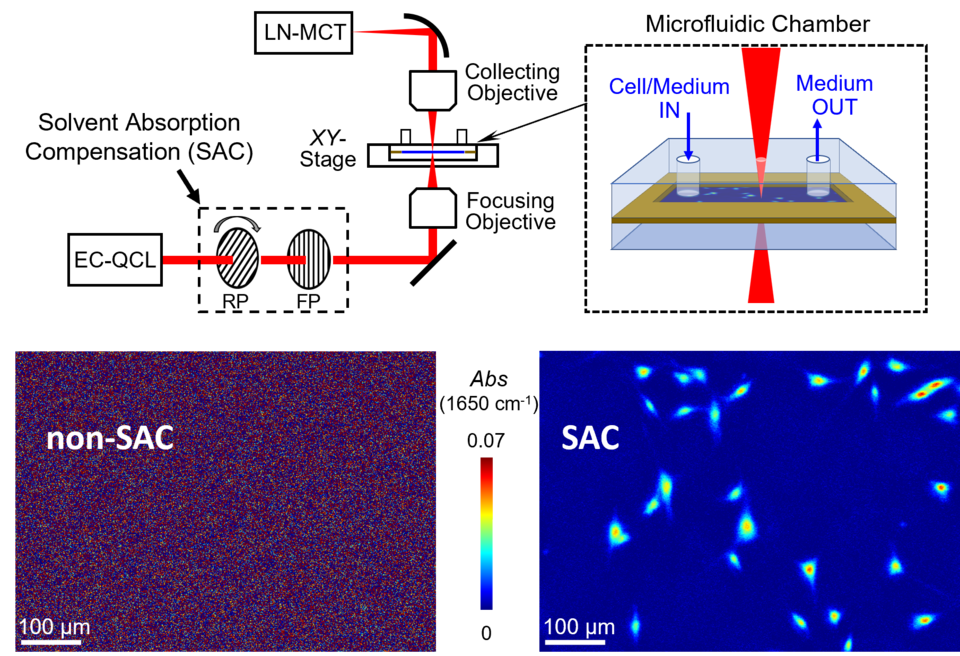 SAC-IR microscopy for live cell imaging