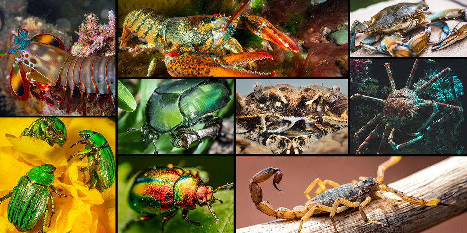 A composite image of multiple creatures, including green beetles, crabs, lobster, scorpion and a mantis shrimp.