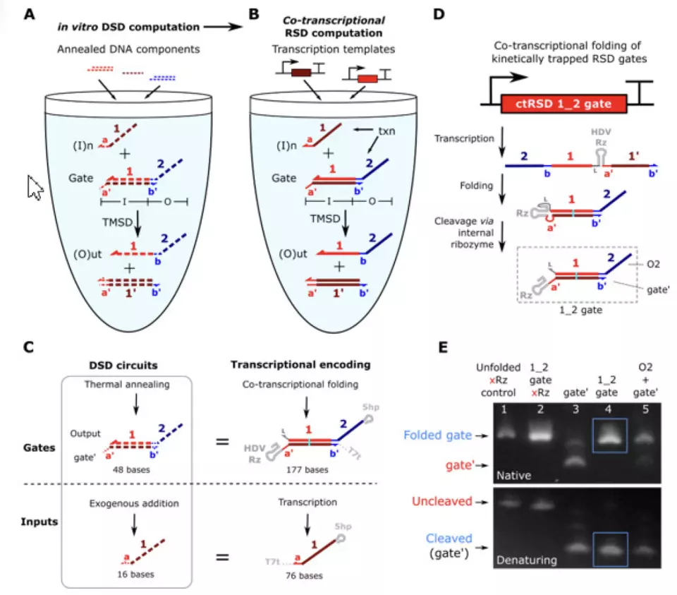 Depiction of co-transcriptional RNA strand displacement (ctRSD) design.