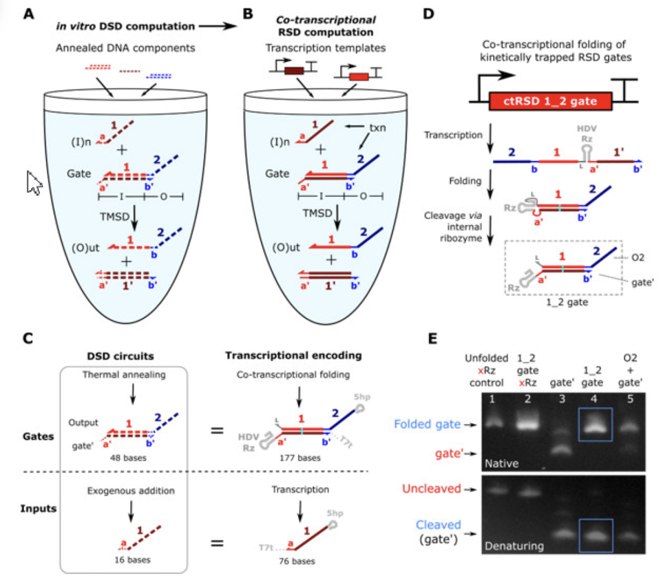 Depiction of co-transcriptional RNA strand displacement (ctRSD) design.