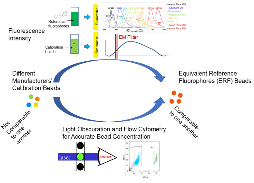 Schematic demonstrating, in the upper half, how comparing the fluorescence spectra of reference fluorophore solutions to the fluorescence spectra of calibration beads allows, in the lower half, calibrations made using different calibration beads to become comparable measurements through the equivalent number of reference fluorophores (ERF) value.