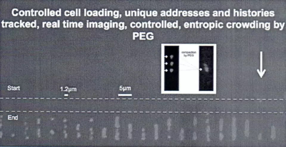 Microfluidic device shows cell and genome confinement, imaging, manipulation without shear forces causing DNA breakage, and potential for scale-up. Example of controlled cell and DNA loading, real time imaging, and controlled entropic crowding by infusion of microfluidic device with poly-ethyl-glycol (PEG) chemical agent.
