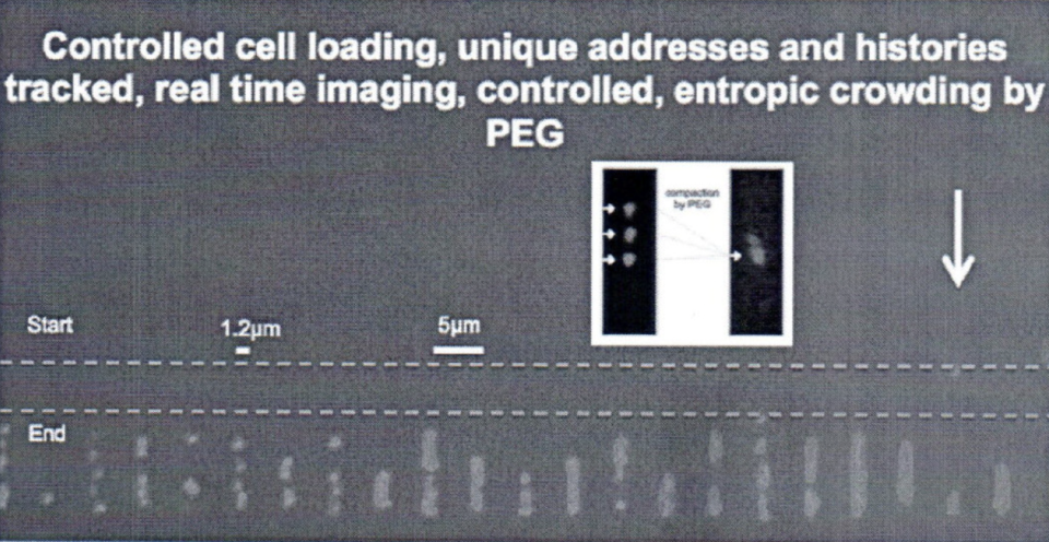 Microfluidic device shows cell and genome confinement, imaging, manipulation without shear forces causing DNA breakage, and potential for scale-up. Example of controlled cell and DNA loading, real time imaging, and controlled entropic crowding by infusion of microfluidic device with poly-ethyl-glycol (PEG) chemical agent.