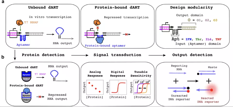 (a) Without an aptamer’s protein ligand, dARTs are transcribed to produce RNA outputs (left), while protein binding represses transcription (middle). The input and output domains are decoupled (right), enabling modular design of dARTs by swapping out the aptamer domain or customizing the output sequences. (b) dARTs serve as the protein sensing layer (left) whose outputs can be coupled with downstream circuits (middle). RNA outputs are measured via fluorescence (right).