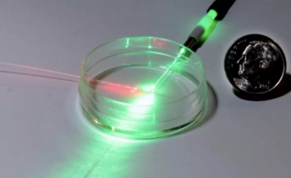 An empty petri dish with two optical fibers, illustrating one version of the researchers’ experiment. The left-hand fiber (usually shining infrared light, but depicted here as visible red light) is a temperature sensor. The top fiber shines green, red or blue light into the petri dish to adjust the signal that the temperature sensor measures.