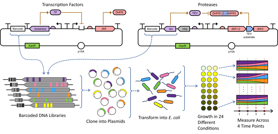 An overview of DNA plasmid design for genetic constructs that measure protein function in high throughput assays