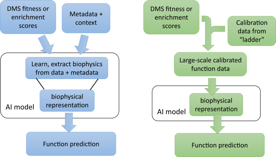A two sided flow chart illustrating different workflows for training AI models for protein function prediction