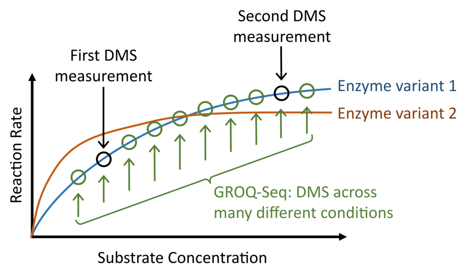Two logarithmic curves illustrating different functions of protein variants