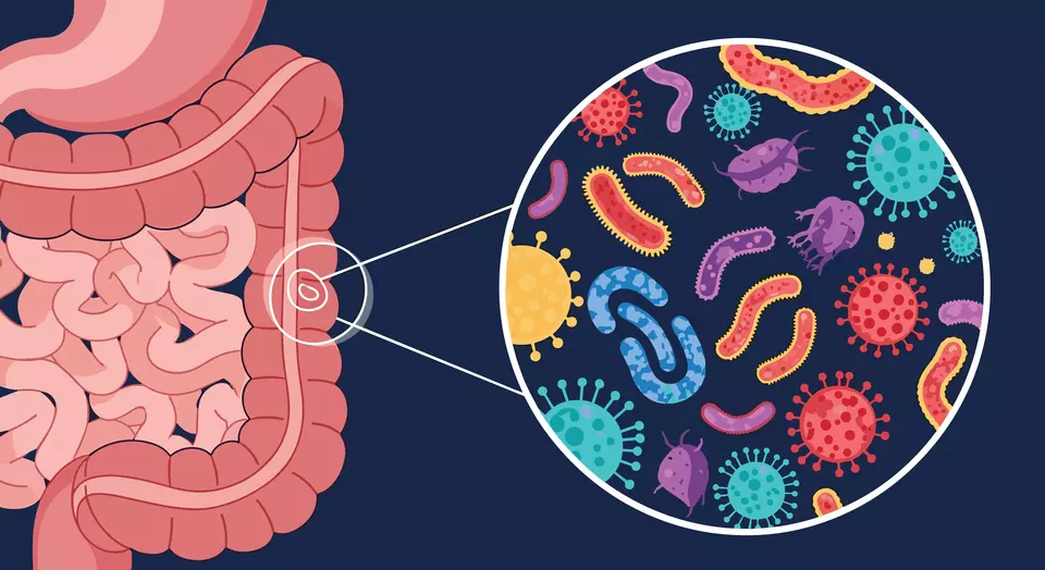 Illustration of human intestines featuring a magnified view showing various types of cartoon-style bacteria, representing the gut microbiome.