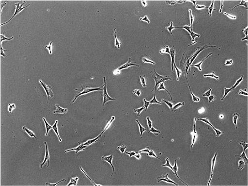 live-cell-phase-contrast-image-NIH3T3