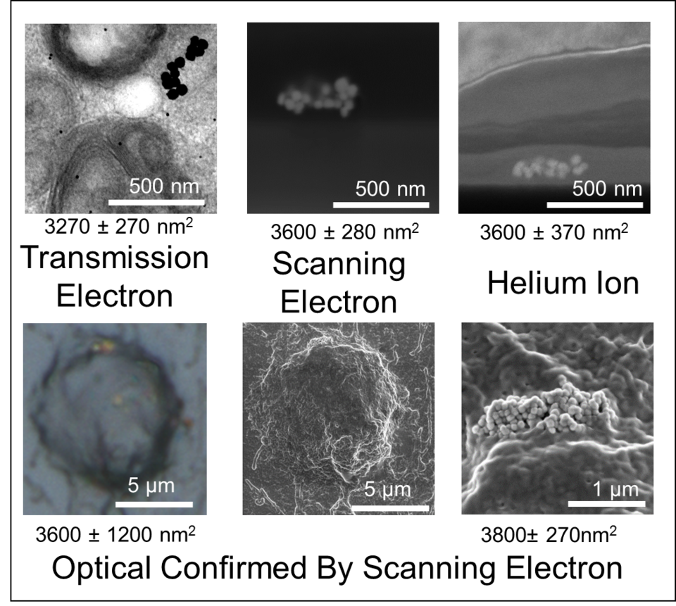 Correlative Microscopy