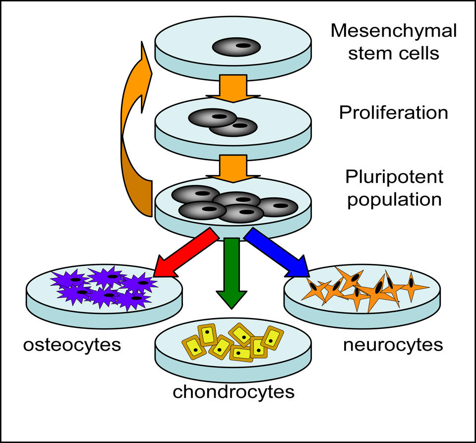 Schematic depiction of a single mesenchymal stem cell proliferating to a pool of pluripotent cells that can differentiate to other cell types such as osteocytes, chondrocytes and neurocytes.