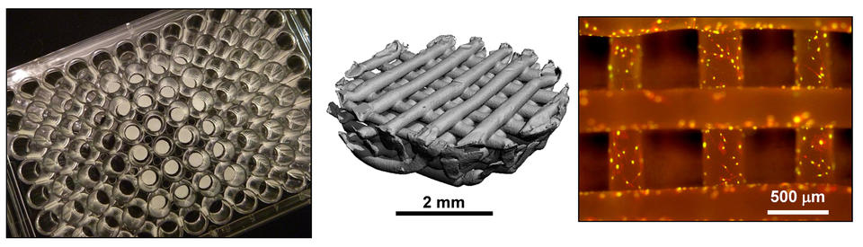 NIST reference material scaffolds RM8394 for cell culture contain a 96-well plate with 24 scaffolds. 3D X-ray tomography shows crosshatched structure of RM8394. Fluorescence micrograph of MC3T3-E1 osteoblasts cultured 1 day on RM8394 shows cell growth in the NIST scaffold with many cell nuclei and actin. 