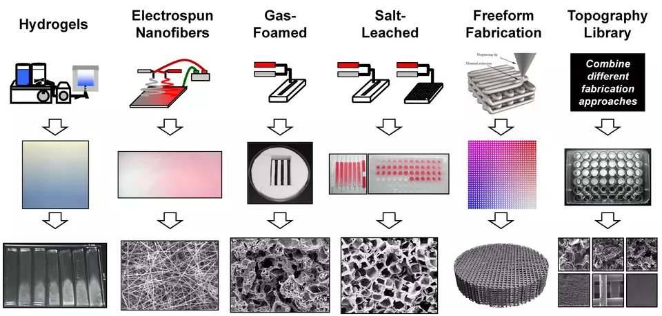 Flowchart of 'combinatorial' screening methods for developing 3D cell-scaffold topography libraries. Form hydrogels, electrospun nanofibers, gas foamed, salt leached, and freeform fabricated 3D polymer scaffolds. Next, culture cells in each scaffold types. Combine different fabrication approaches into a topography library.