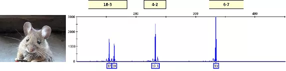 cell_line_authenticate