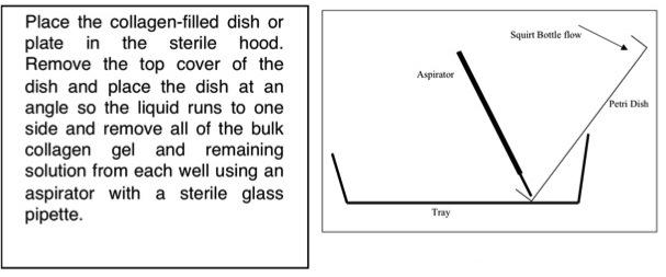 collagen aspirate