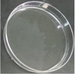 collagen petri dish